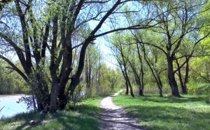 spring, river, willow, sky, nature, water, landscape, trees, forest