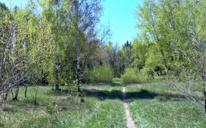 spring, forest, wood, nature, trees, stroll, outdoors, green, leaves, plants, landscape