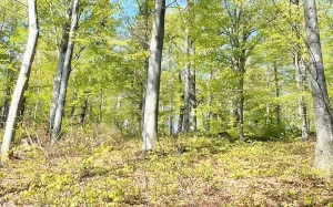 forest, trees, nature, spring, landscape, shrubs