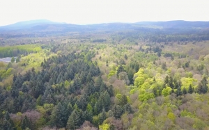 forest, spring, trees, nature, landscape, green, aerial view, flight