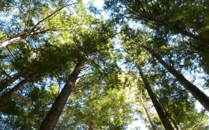 pines, trees, forest, nature, sky, summer, spring