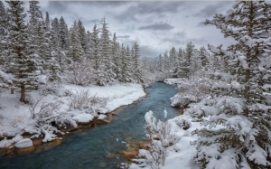 snow, winter, forest, nature, landscape, river