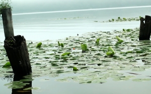 nature, sunrise, water, lake, logs, morning, outdoors, water lily