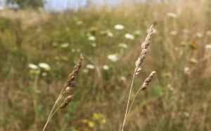 country, countryside, nature, wind, blowing, grass, field, summer, rural