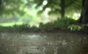 rain, water, weather, nature, trees, blur, green, summer, slow motion, drops