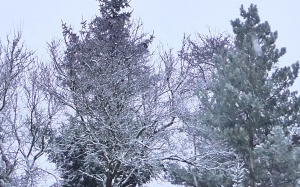 winter, snow, trees, landscape, white, nature, frost, christmas, clouds, forest, wood, xmas, new year, wood, wind