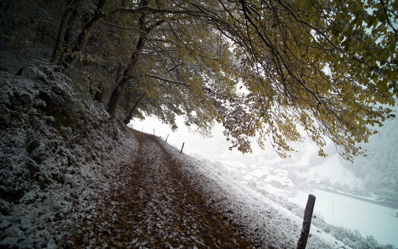 winter, nature, forest, mountain, snow, november, december, path, foliage