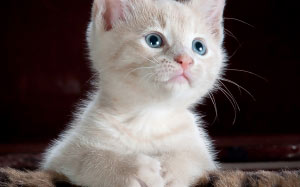 kitty, cat, kitten, pet, animal, cute, feline, domestic, young, fur, adorable, paw, playful, friendship