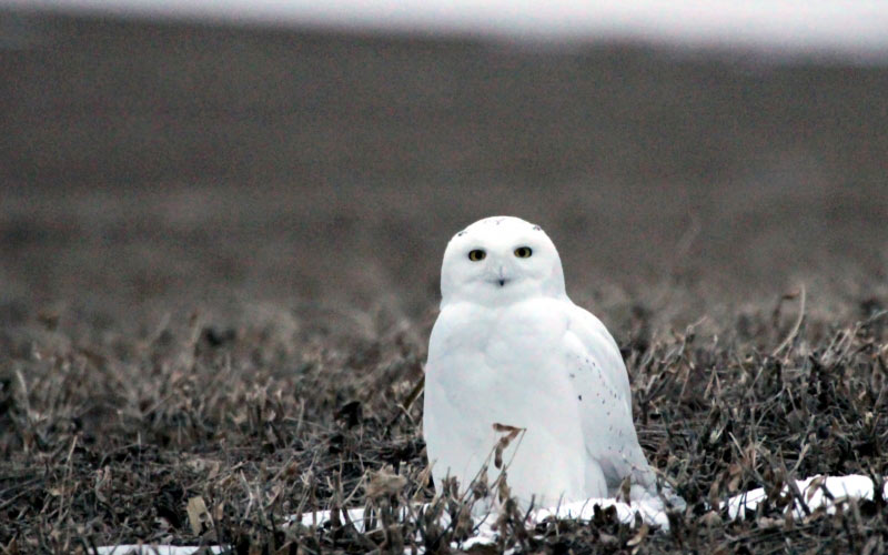 nature, north dakota, snowy owl, bubo scandiacus, animals