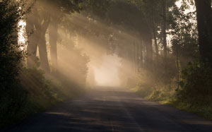 sunrise, morning, mist, road, trees