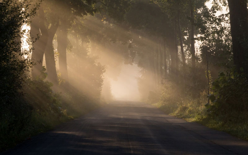 sunrise, morning, mist, road, trees