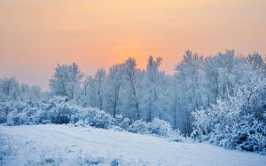 зима, природа, пейзаж, лес, деревья, кусты, трава, река, мороз, снег
