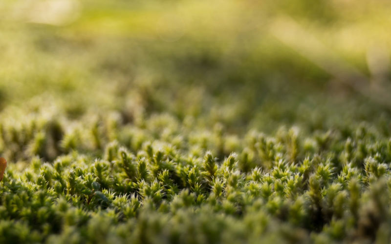 green, moss, forest, nature, macro