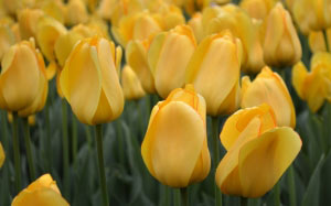 spring, flowerbed, may, tulips, flower, flowers