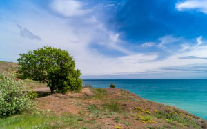 tree, sea, sky, beach