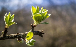 buds, spring, branch