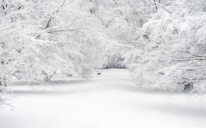снег, зима, деревья, пейзаж, холод, деревья
