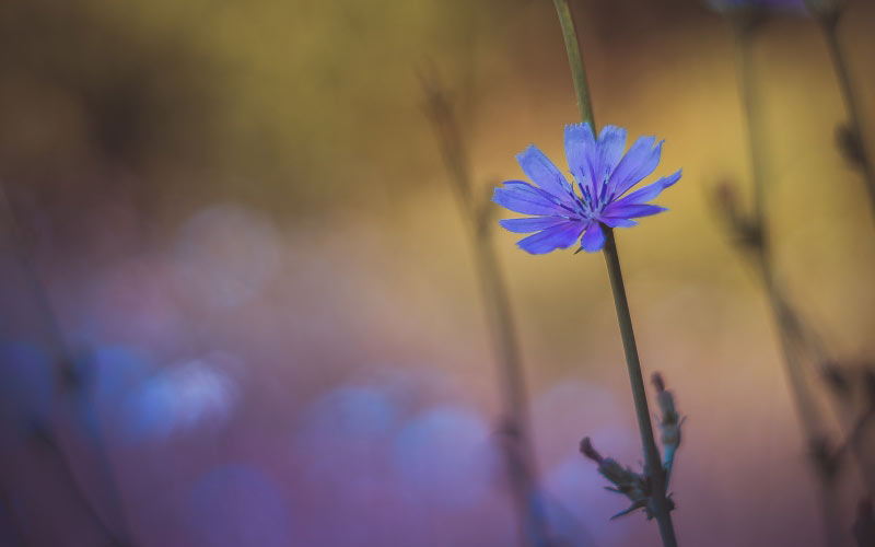 flowers, chicory, plant, nature