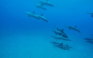 под водой, дельфины, стая, море, океан, подводный мир, вода