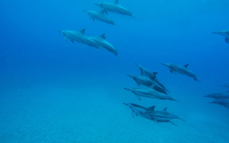 Стая дельфинов. Стая дельфинов под водой. Дельфинья стая. Миграция дельфинов. Скорость дельфина в воде