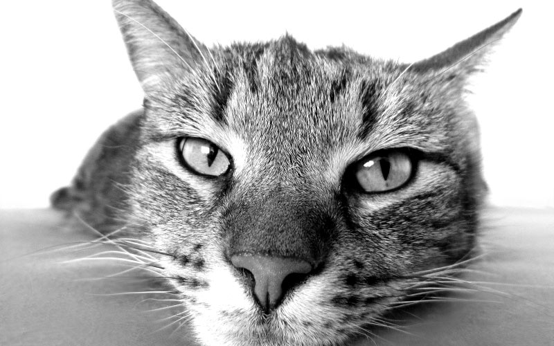 cat, black and white, nose, pet, relax, face