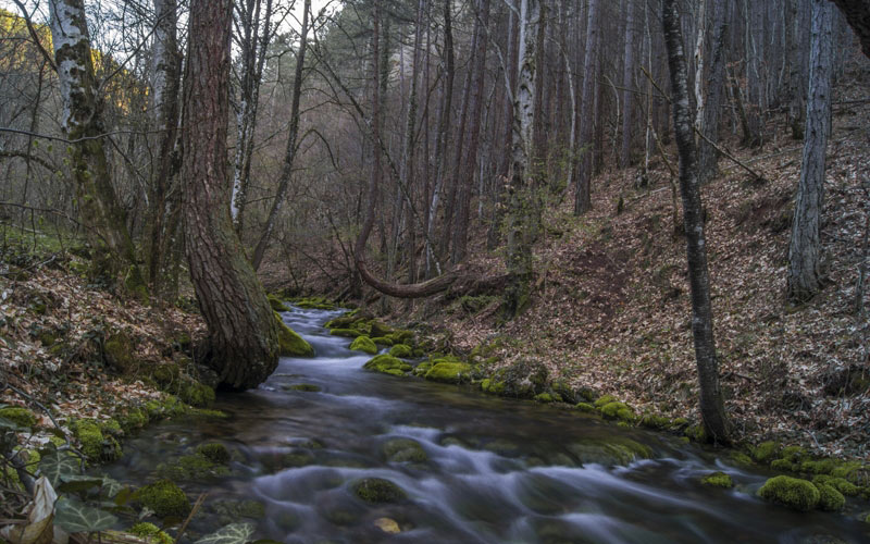 wood, moss, river, stream, rocks, forest
