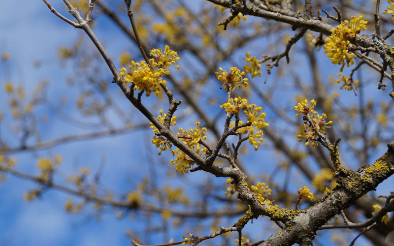inflorescence, branches, spring