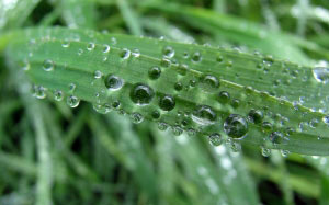 drops, macro, grass