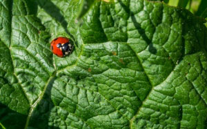 ladybug, macro, leaf, plant, insect, nature