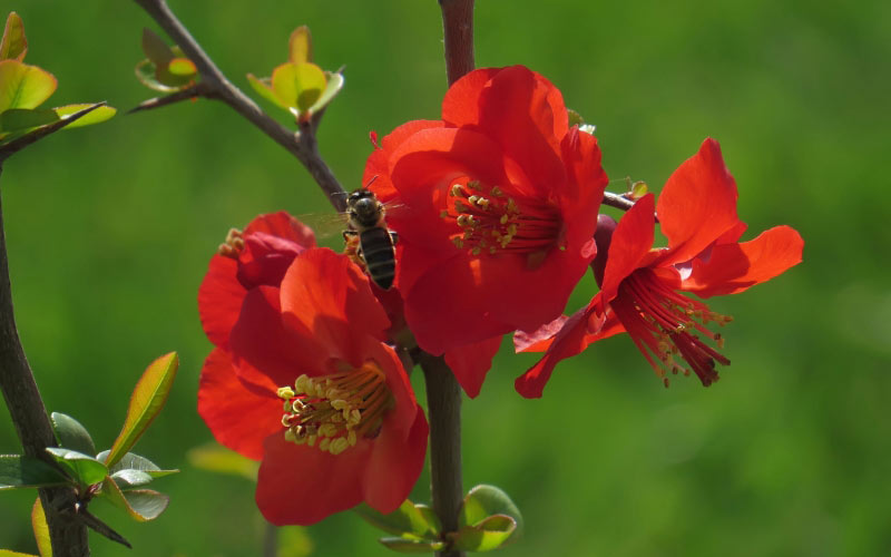 japonica, spring, macro, March, nature, plants, flora, chaenomeles, bloom, flower, bee