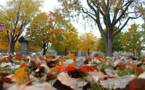 Autumn, fall, seasons, foliage, trees, leaf, leaves, vibrant