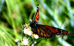 насекомое, бабочка, монарх, королевская, усики, цветок, дикая природа, природа