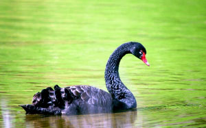 fauna, animal, bird, aquatic, swan, lake