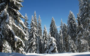зима, снег, лес, природа, пейзаж, лес