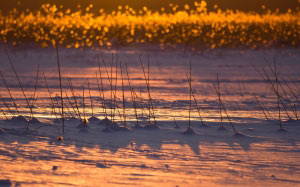 finland, winter, snow, ice, reeds, lake, evening, sunset, nature