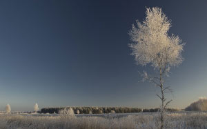 зима, природа, снег, холод, поле, деревья, пейзаж