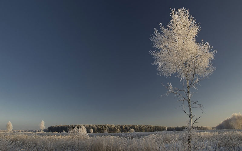 зима, природа, снег, холод, поле, деревья, пейзаж