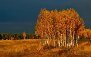 осень, природа, лес, поле, луг, золотая осень, пейзаж