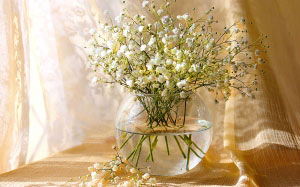гипсофила, цветы, ваза, натюрморт