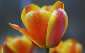 весна, тюльпаны, флора, цветы, природа