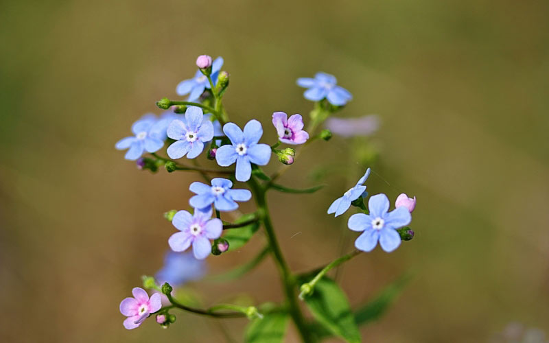 spring, forget-me-not, flowers, nature