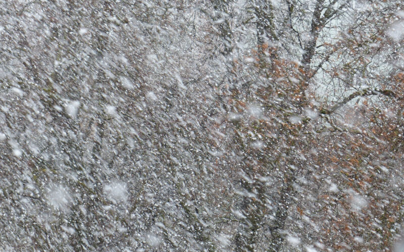 зима, снег, метель, снегопад, деревья, ветер