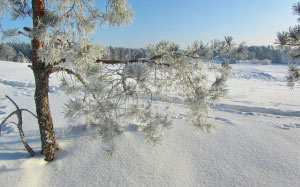winter, landscape, nature, snow, pine