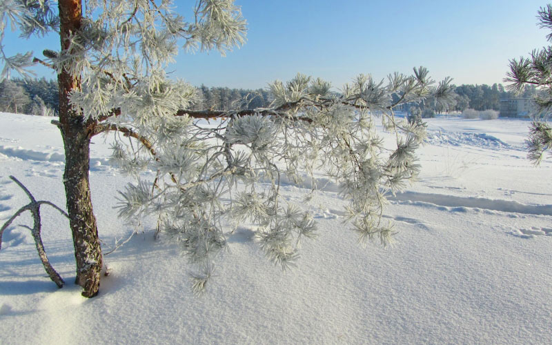 зима, пейзаж, природа, снег, сосны
