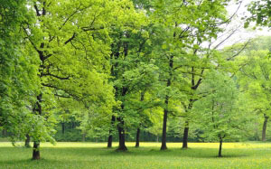 nature, trees, woods, landscape, park, countryside, green