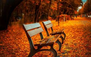 скамейка, осень, парк, листья, деревья