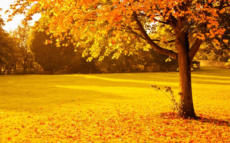 autumn, fall, foliage, golden, leaves, nature, orange, park, seasonal, sunlight, sunset, tree, vibrant, vivid, yellow