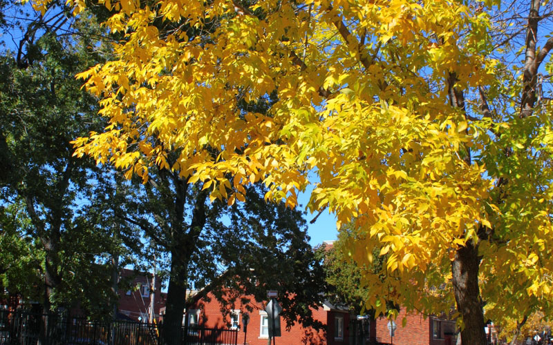 Autumn, fall, seasons, foliage, leaf, leaves, tree, street, color