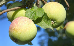 apples, branch, nature, fruit