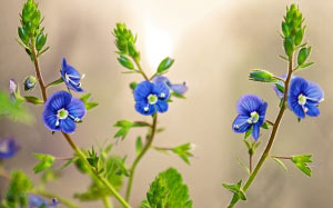 вероника, весна, синие, цветы, природы